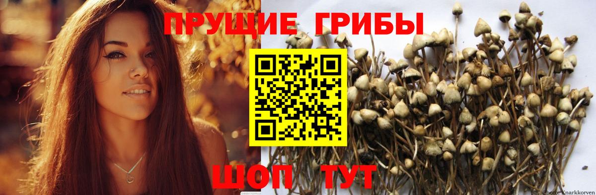 Псилоцибиновые грибы Psilocybe  Вход с VPN  Чебоксары 